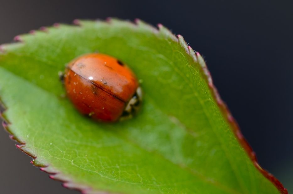 Ladybug on a rose leaf close up