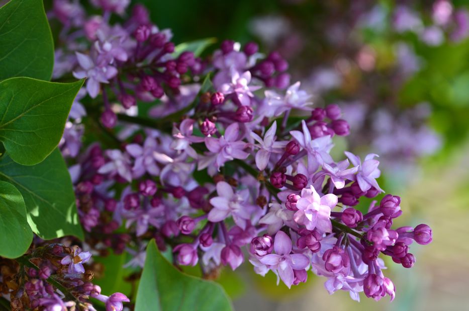 Lilac blossoms