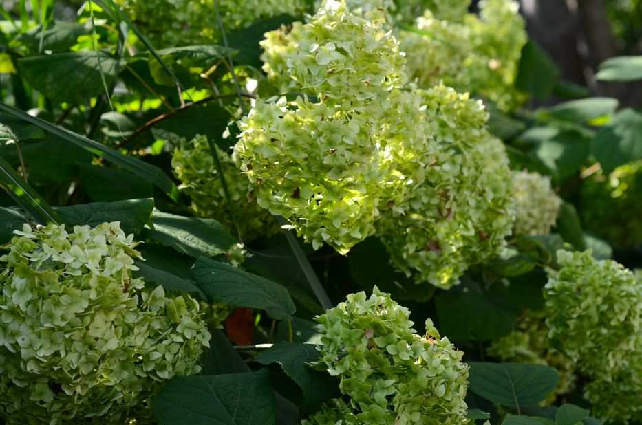 Limelight Hydrangea | Hedgerow Rose