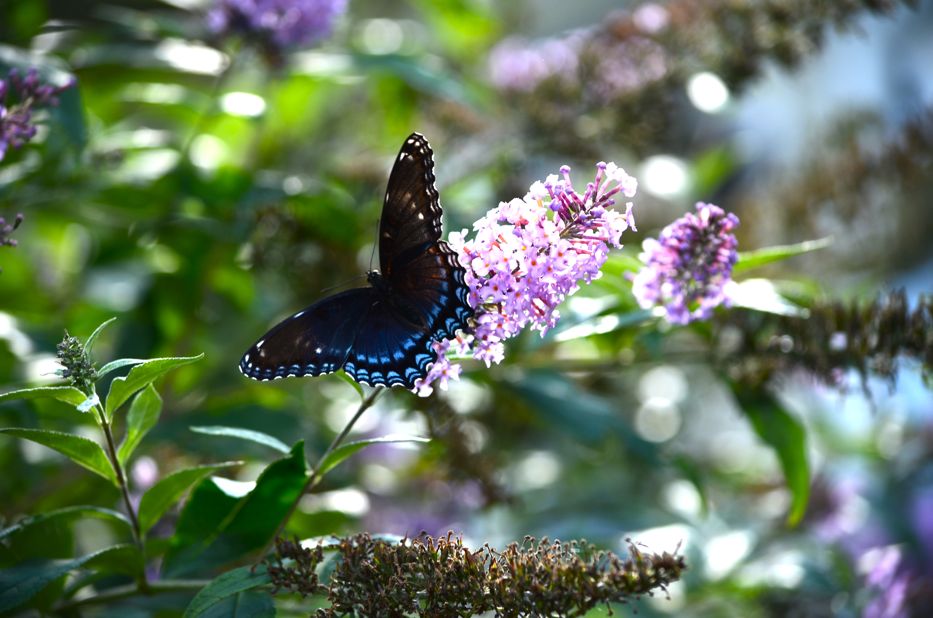 Limenitis arthemis astyanax Butterfly | Hedgerow Rose