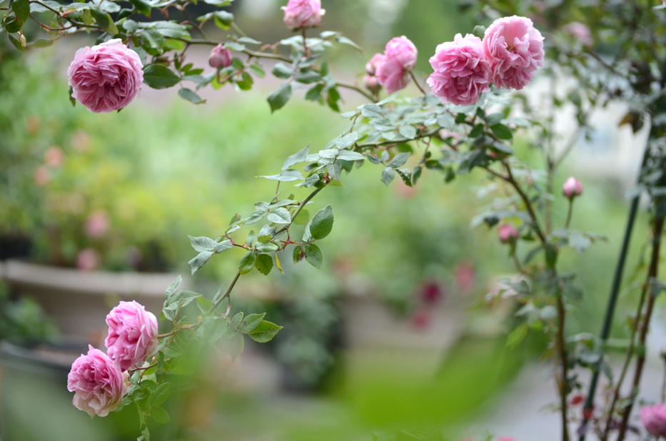 Madame Ernest Calvat | Hedgerow Rose