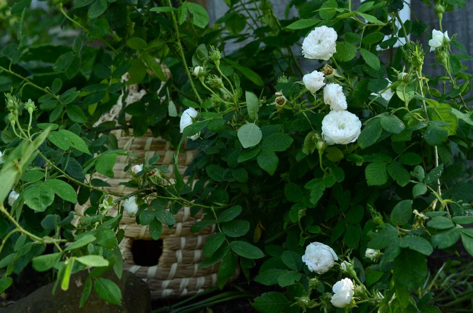 Madame Hardy and bee skep | Hedgerow Rose