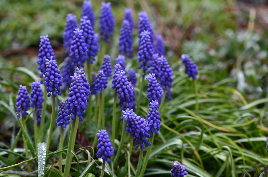 Muscari | Hedgerow Rose