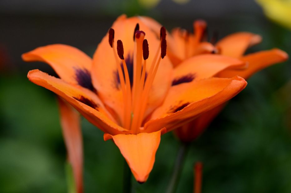 Orange Asiatic Lily