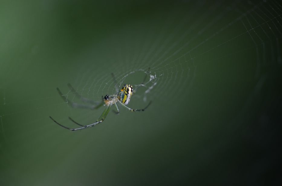 Orb weaver spider