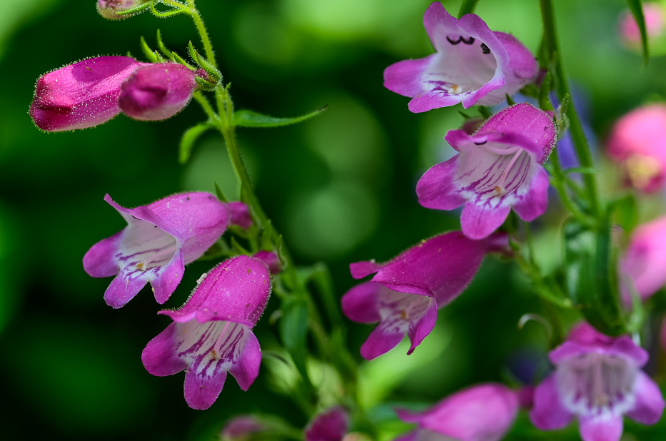 Penstemon 2 | Hedgerow Rose