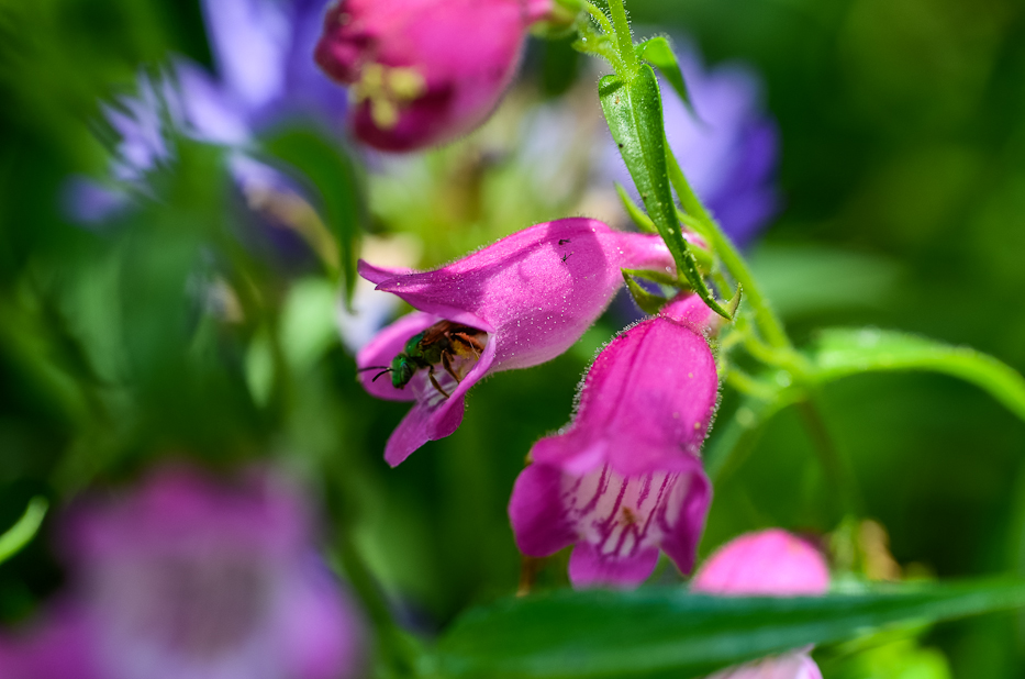 Penstemon 3 | Hedgerow Rose