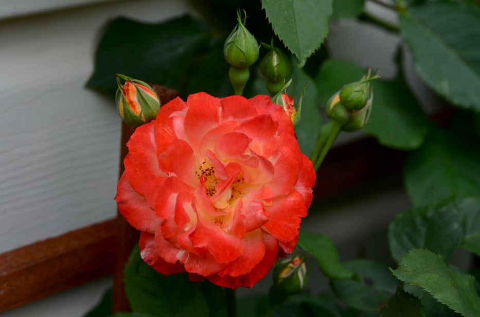 Pinata Floribunda Rose | Hedgerow Rose