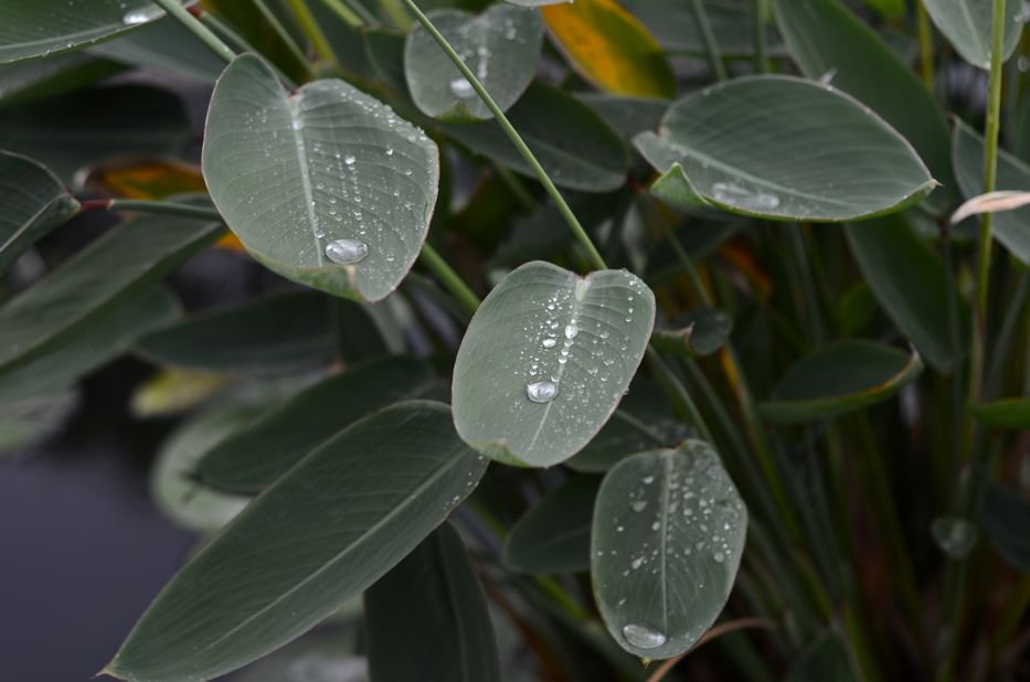 Pond plants