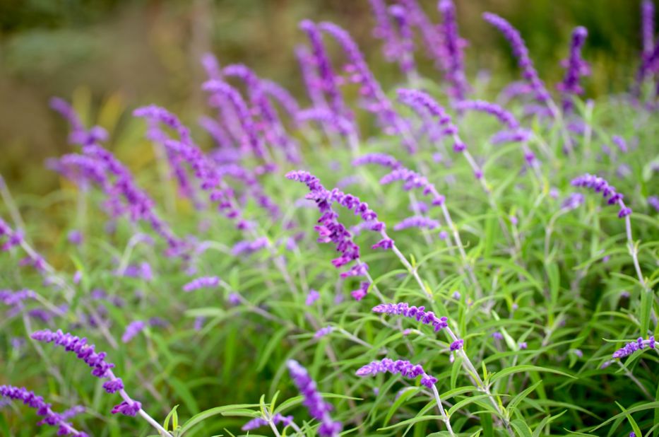 Purple Sage