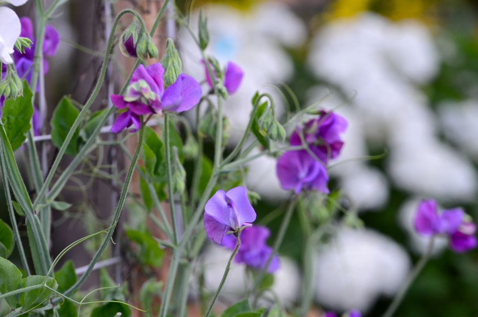 Purple sweet peas