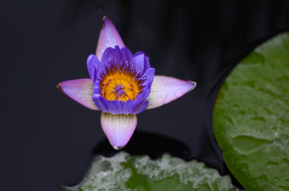 Purple waterlily