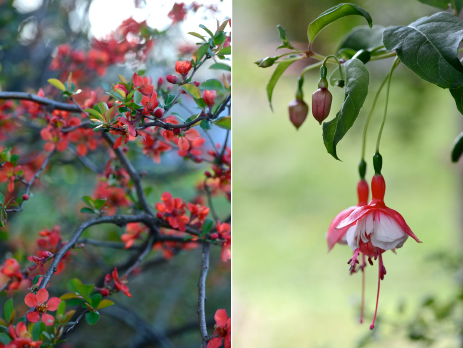 Quince-and-Fuschia-blossoms