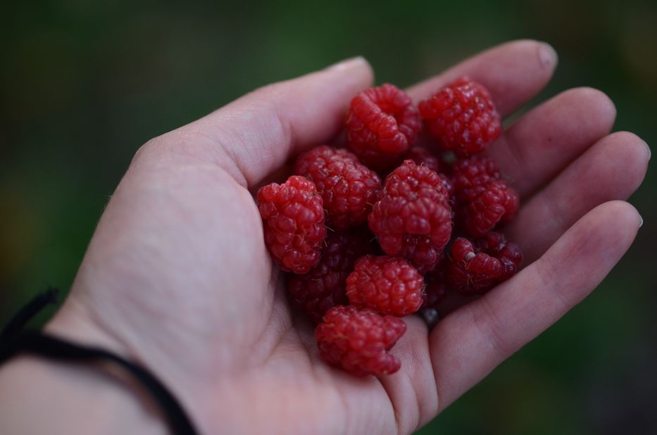 Raspberries in Hand | Hedgerow Rose