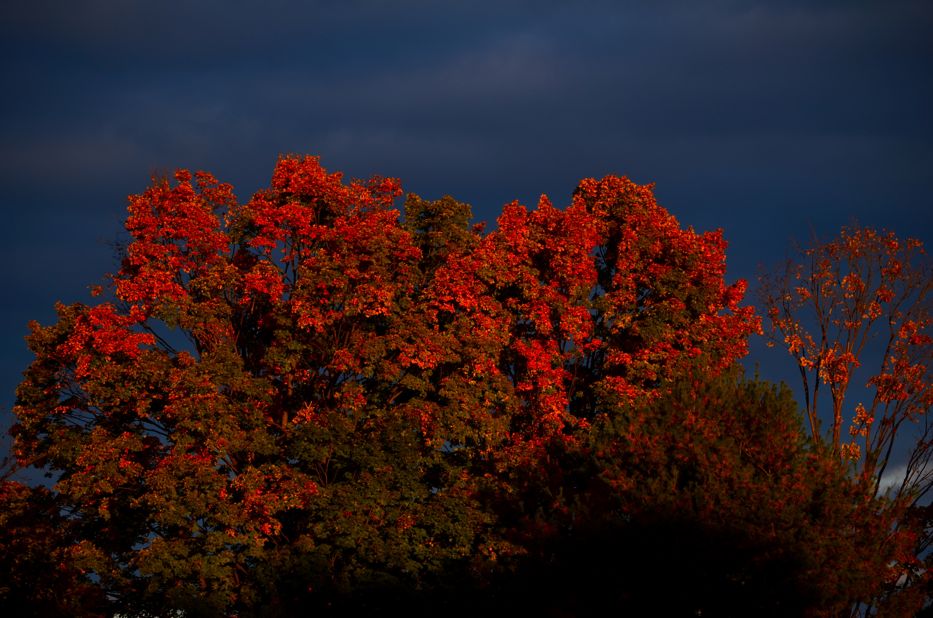 Red autumn leaves