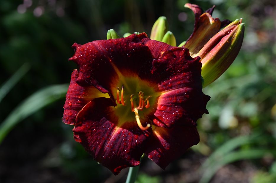 Red daylily