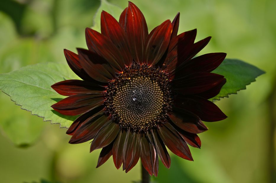 Red sunflower