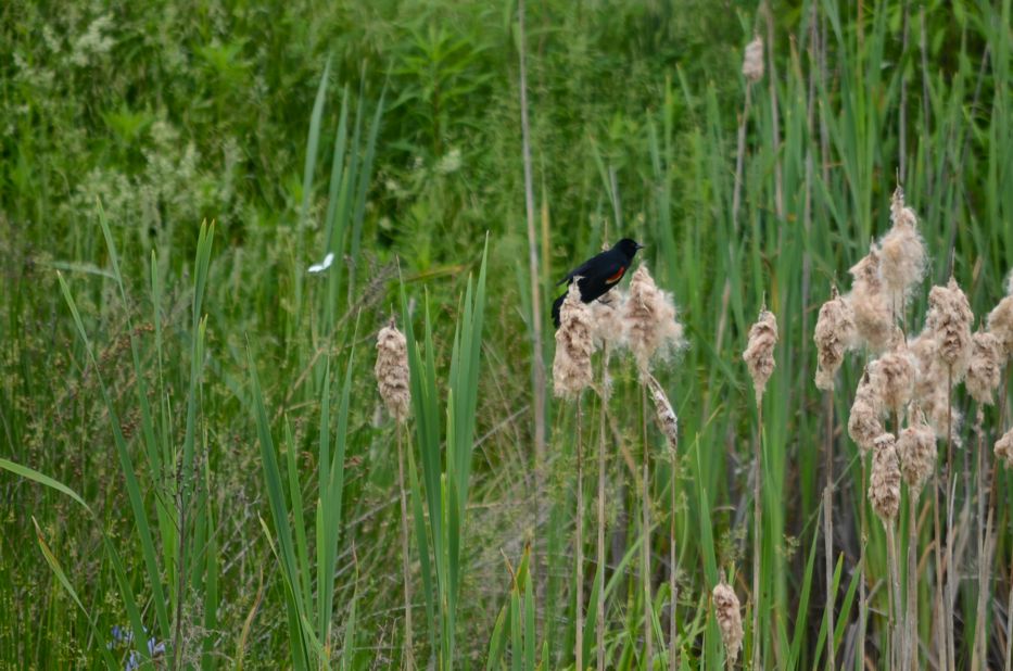 Red winged blackbird