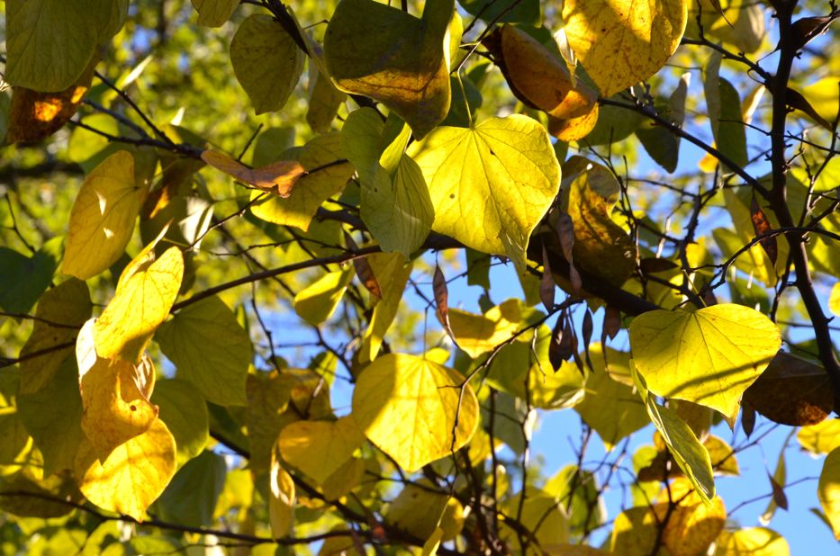 Redbud leaves in autumn