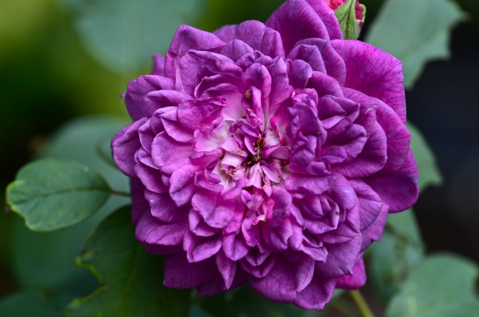 Rose de Rescht | Hedgerow Rose