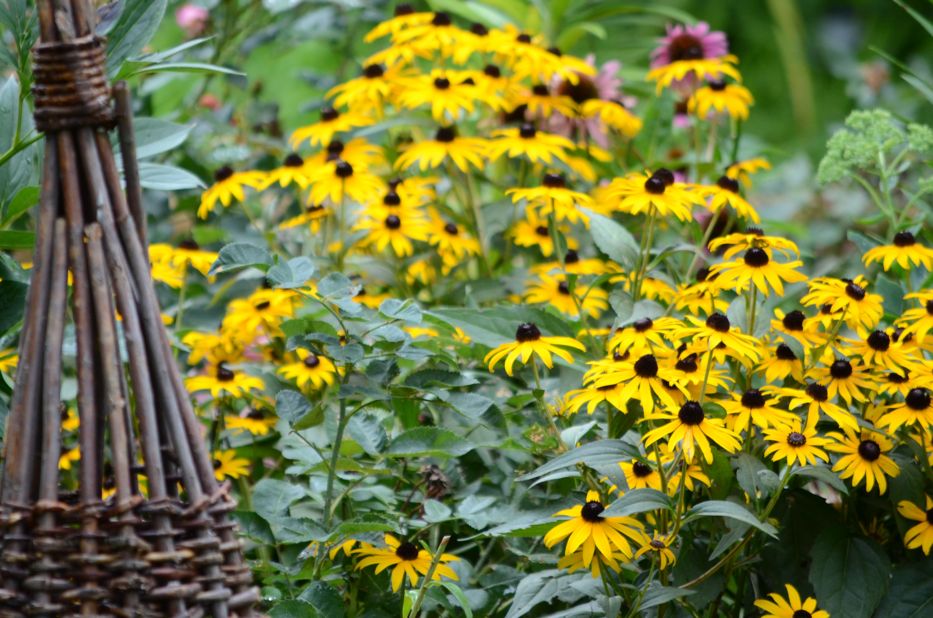 Rudbeckia