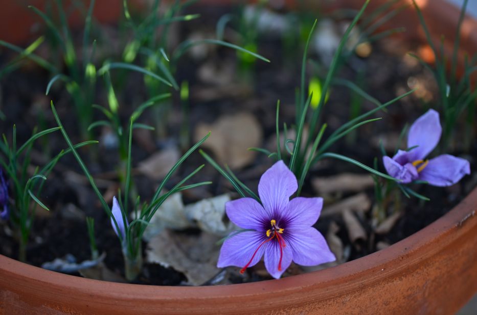 Saffron crocus