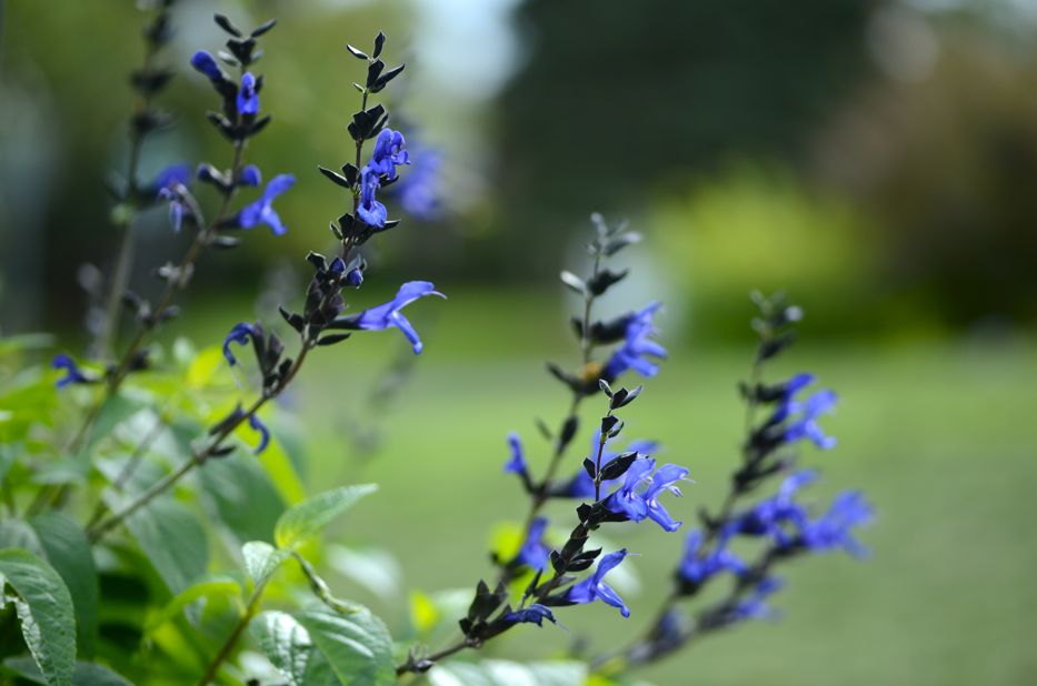 Salvia Black and Blue