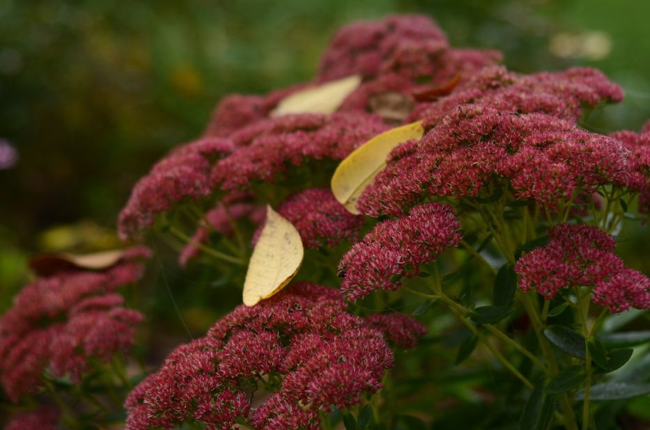 Sedum