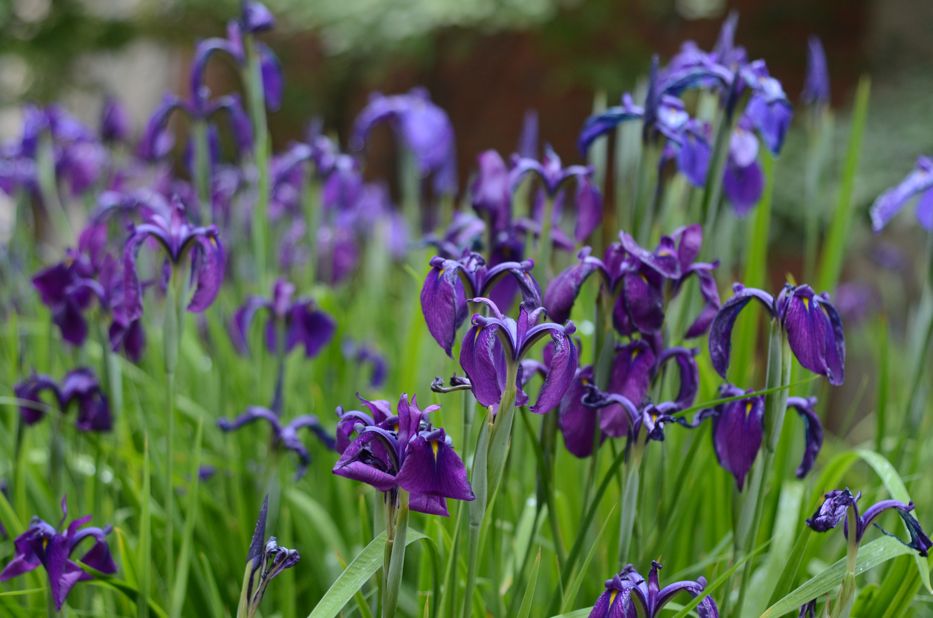 Siberian Iris