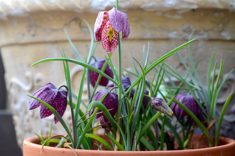 Snake's Head Fritillary