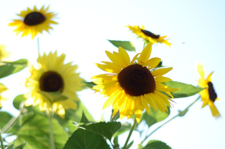 Sunflowers