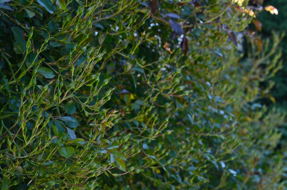 Thousands of rosebuds | Hedgerow Rose