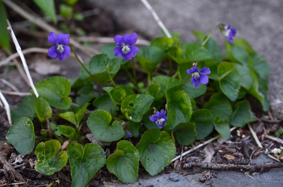 Violets