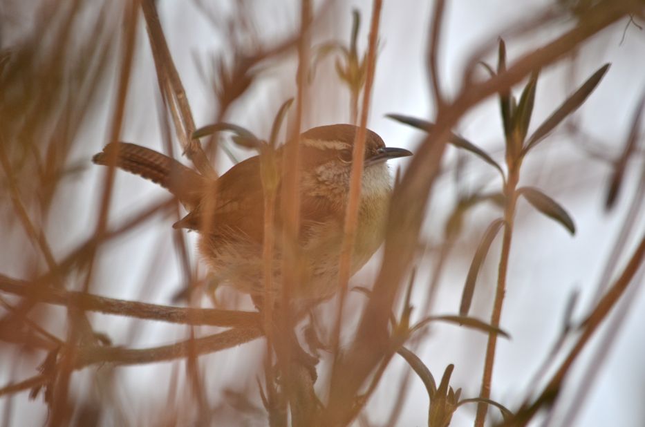 Carolina Wren