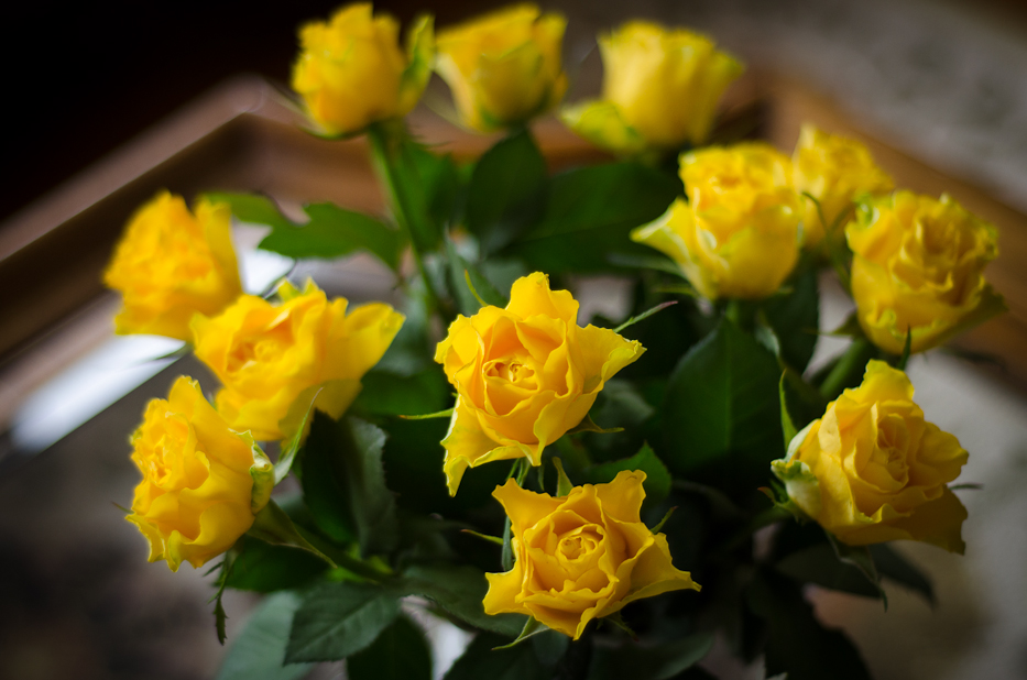 Yellow Roses 3 | Hedgerow Rose