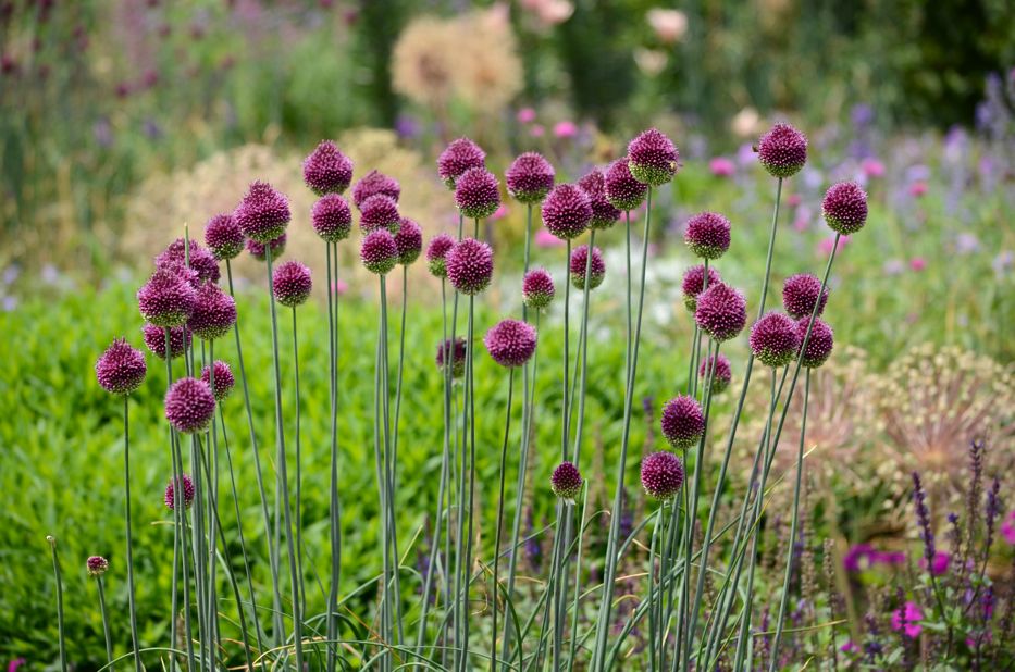 allium