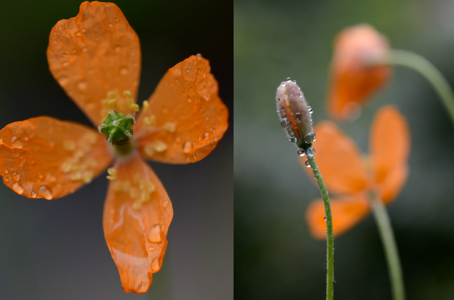 alpine-poppies