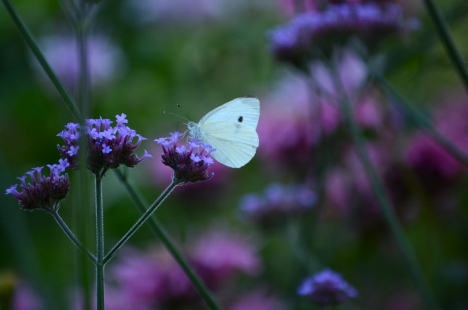 cabbage white butterfly on verbena flower