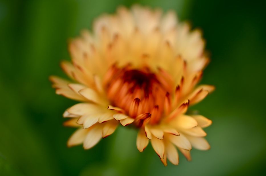 calendula