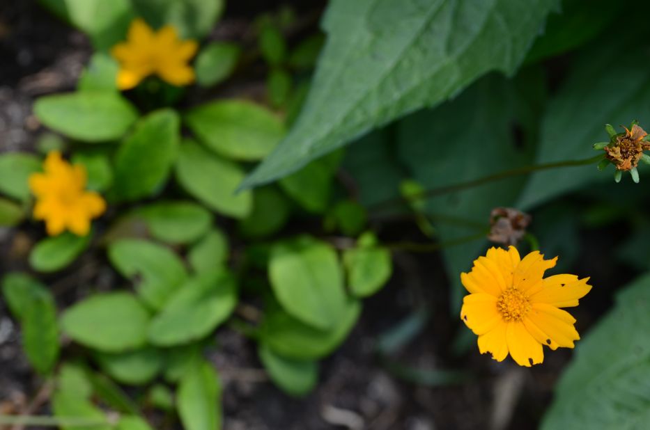 coreopsis flowers