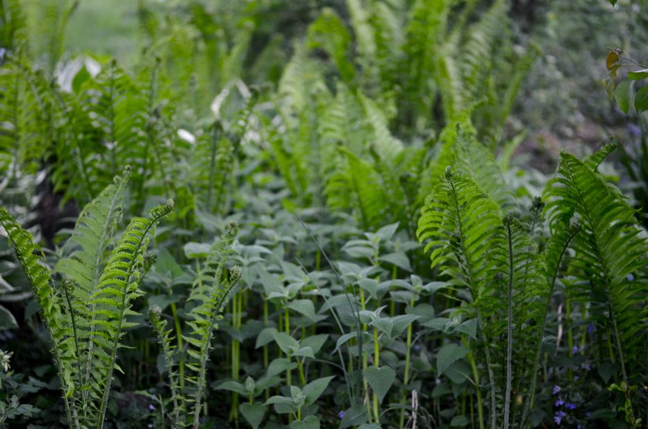 ferns