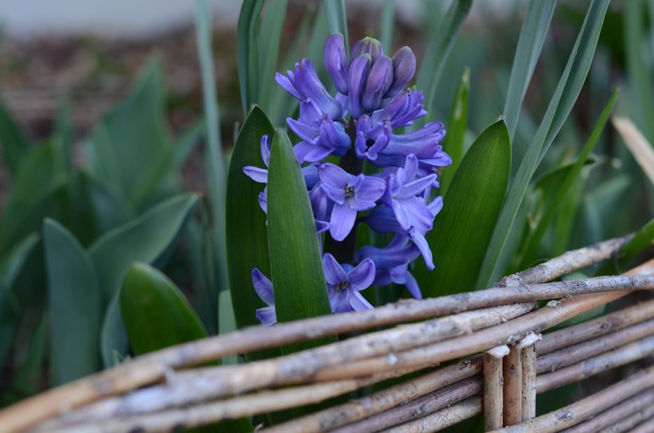 hyacinth