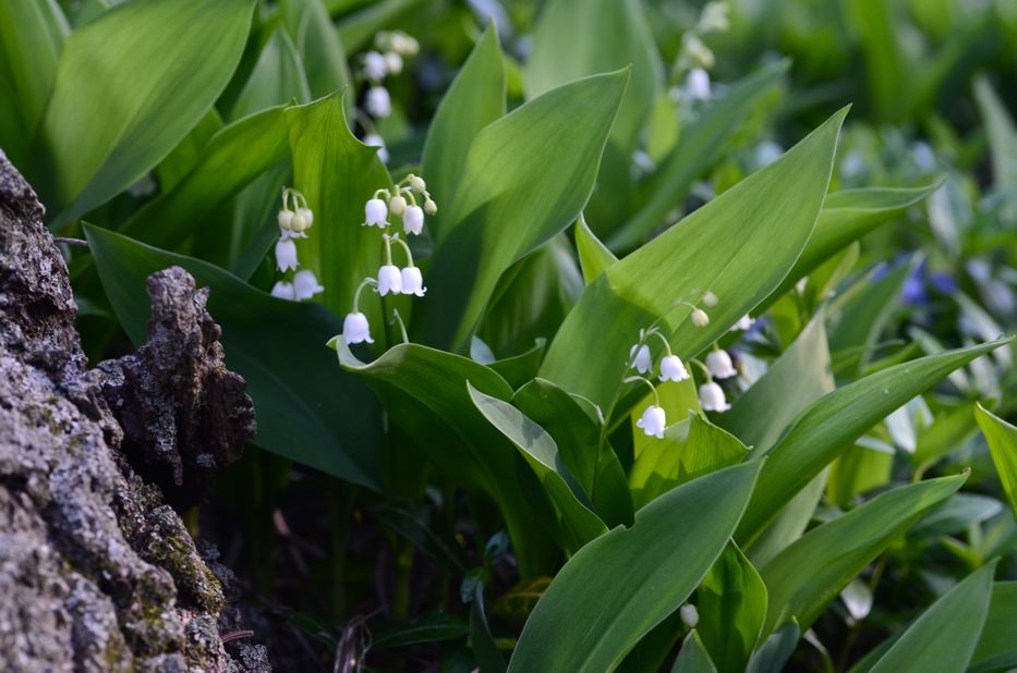 lily of the valley