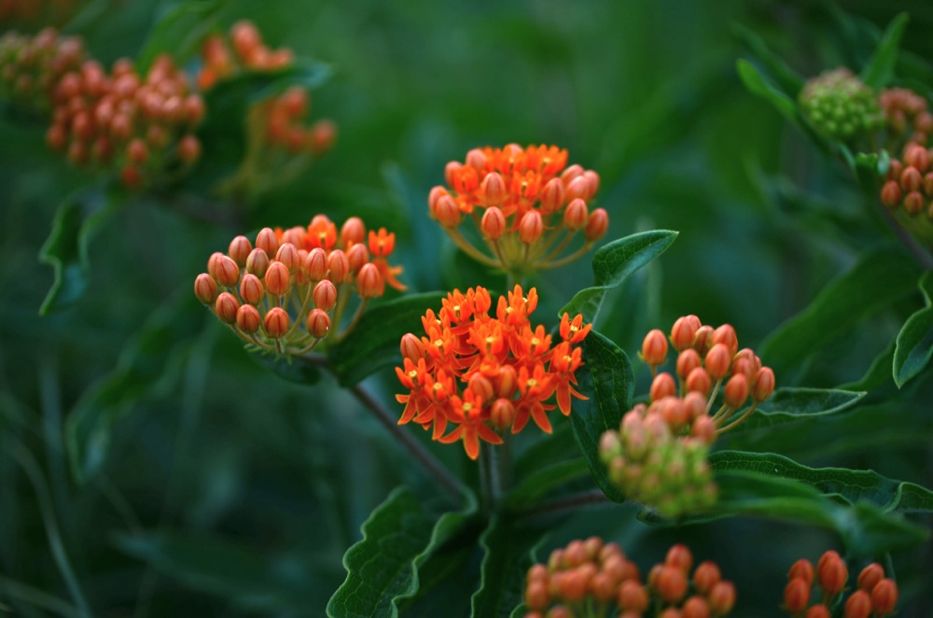 milkweed