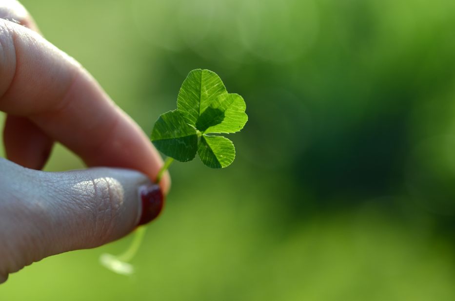 picking four leaf clovers