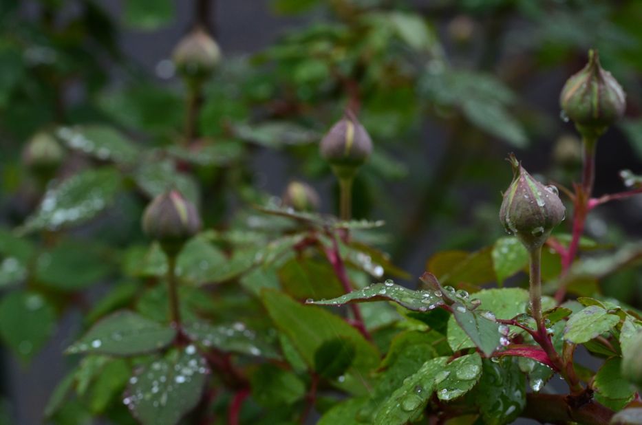 raindrops on rose buds