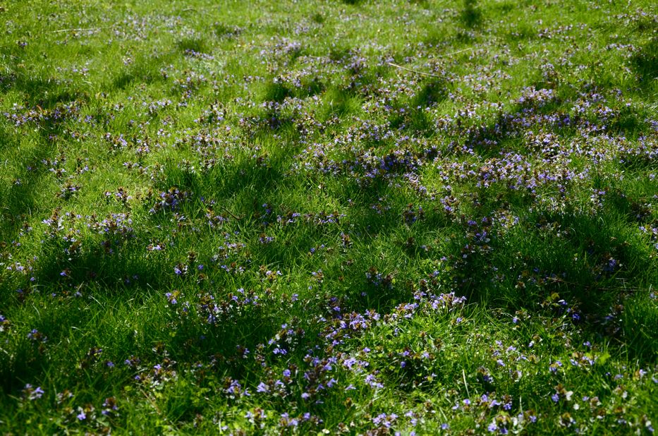 spring violets in the lawn