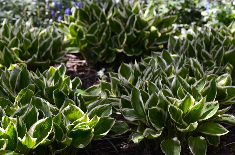 variegated hosta