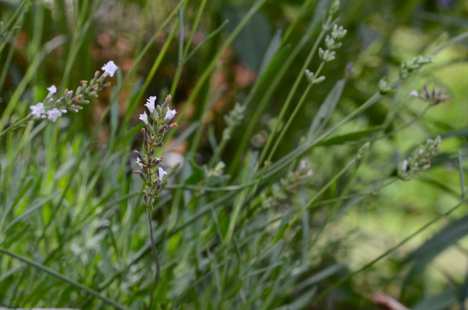 white lavender