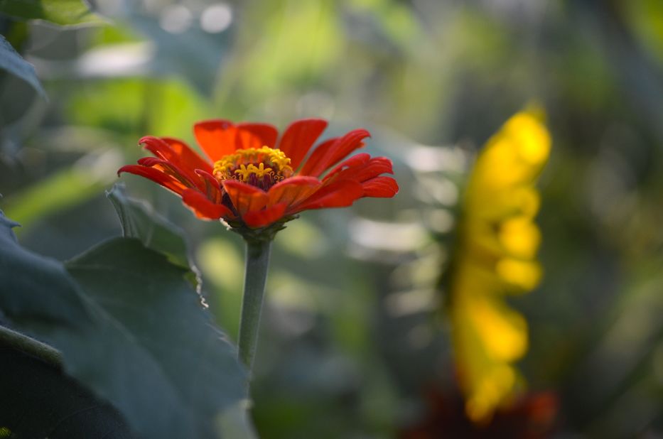 zinnia